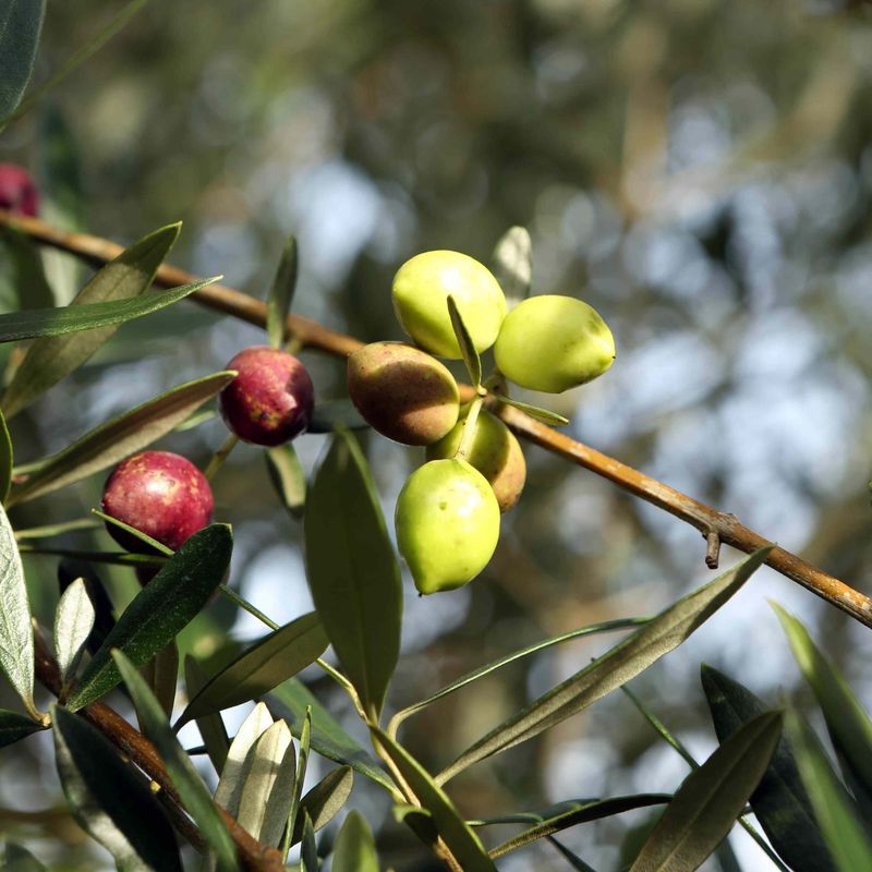 Azeite-casamourad250